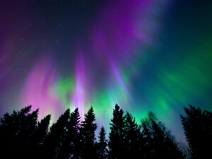 Photo of black pine trees silhouetted in front of green and purple aurora borealis display
